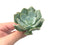 Echeveria 'Milkis' New Hybrid 3" Powdery Succulent Plant