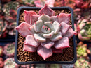 Echeveria sp. 2" Succulent Plant