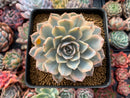 Echeveria 'Subsessilis' Variegated 3" Succulent Plant