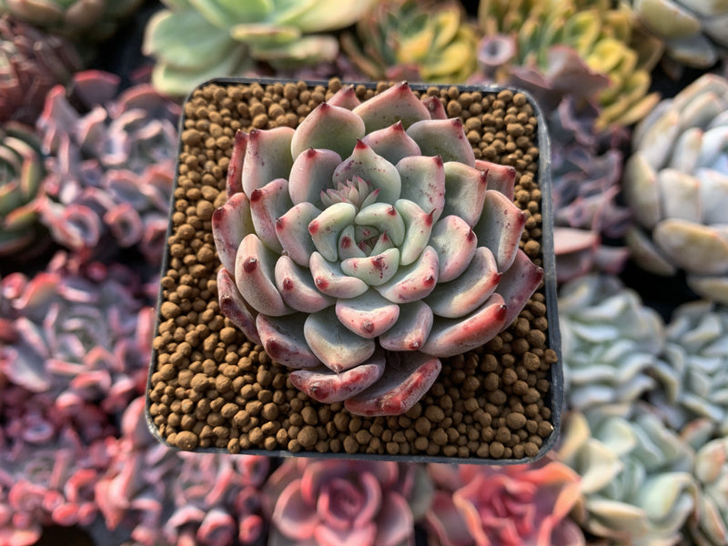 Echeveria 'Cherry Blossom Ending' 1"-2" Succulent Plant