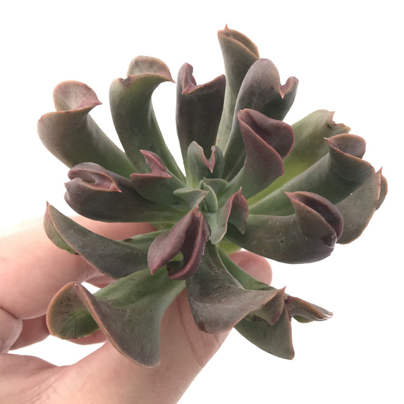 Echeveria 'Black Hawk' 3" Succulent Plant