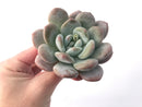 Echeveria 'Pearlberry' Powdery 4" Succulent Plant