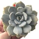 Echeveria 'Tiramisu' 3" Powdery Succulent Plant