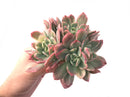 Echeveria 'Luella' Variegated 8" Extra Large Cluster Succulent Plant