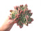 Echeveria 'Luella' Variegated 8" Extra Large Cluster Succulent Plant