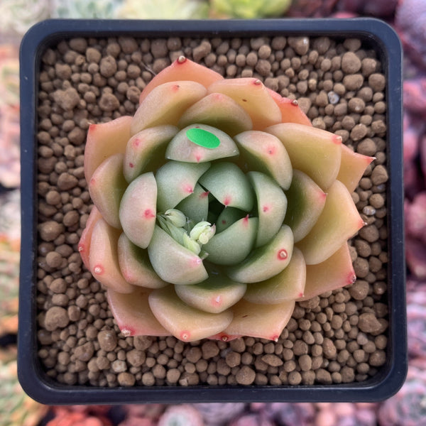 Echeveria Agavoides 'Timothy' 2"-3" Succulent Plant