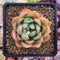 Echeveria Agavoides 'Timothy' 2"-3" Succulent Plant