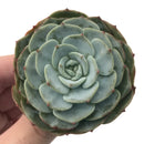 Echeveria 'Mont Blanc' 3" Succulent Plant