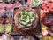 Echeveria 'Apple Pie' 1"-2" Succulent Plant