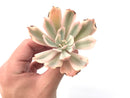 Echeveria 'Secunda' Variegated 3" Succulent Plant *Damaged*