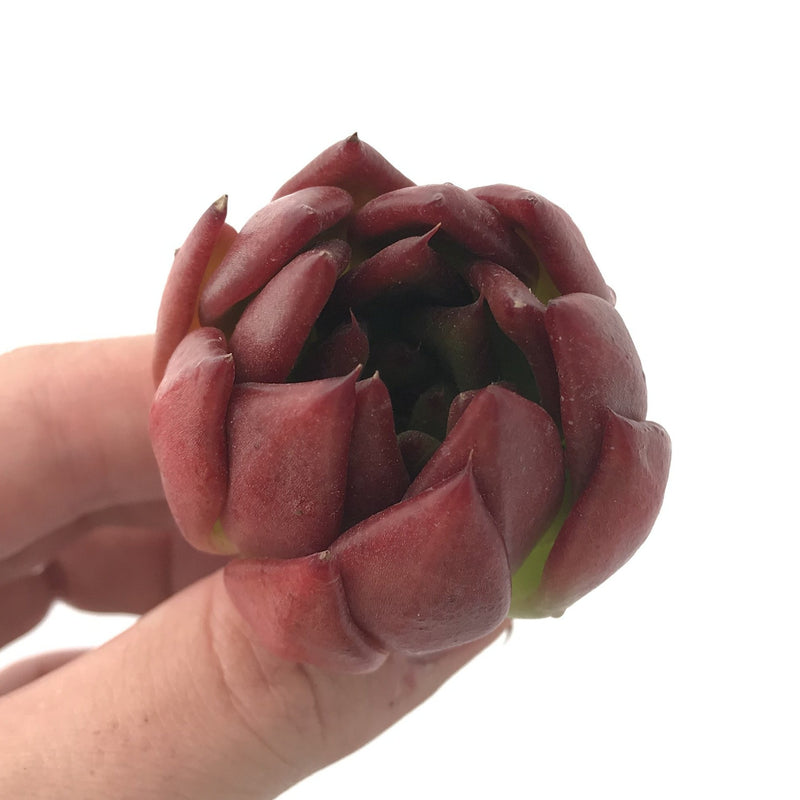 Echeveria Agavoides 'Frank Reinalt' 2" Succulent Plant