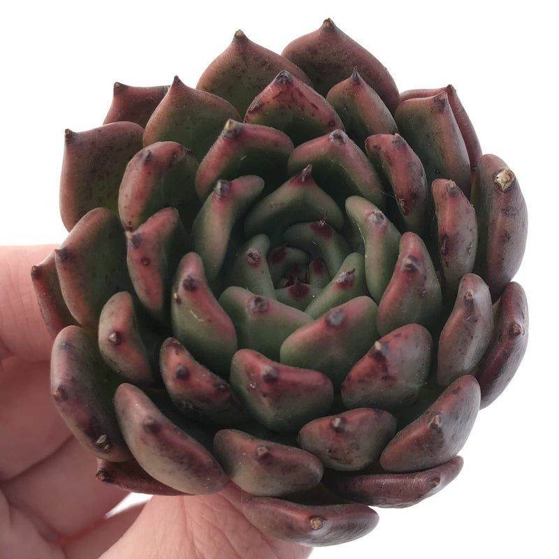 Echeveria Agavoides 'Golden Bear' 3" Succulent Plant