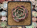 Echeveria Agavoides 'Pink Flora' 2"-3" Succulent Plant