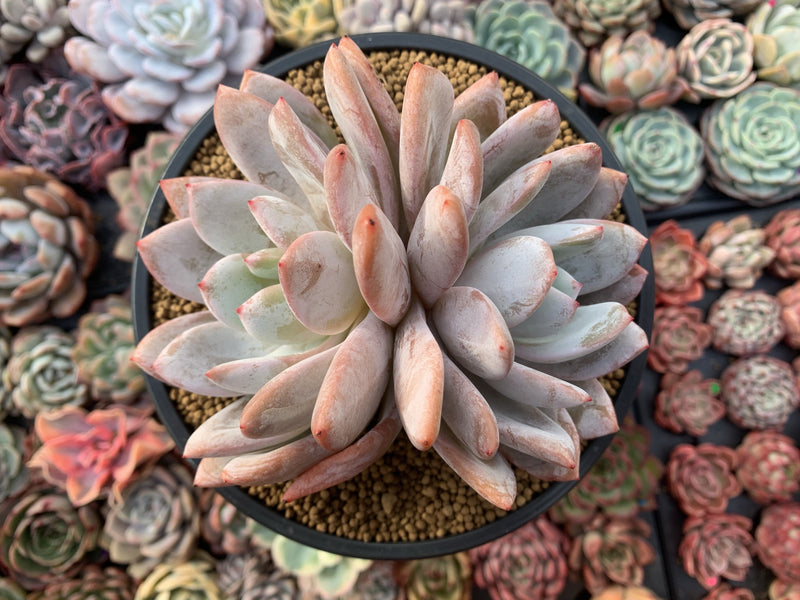 Echeveria 'Ivory' Double Headed Cluster 5" Powdery Succulent Plant