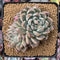 Echeveria 'Moiré' 3-4" Cluster Powdery Succulent Plant