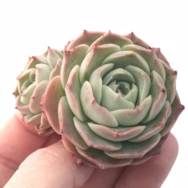 Echeveria Sp 3” Rare Succulent Plant