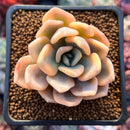 Graptoveria 'Grand Palace' Variegated 2"-3" Succulent Plant