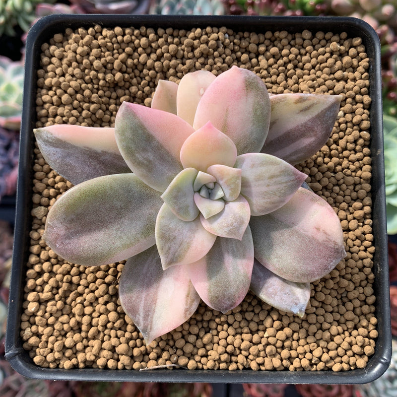 Quetzalcoatlia 'Pentandra Superba' Variegated 2" Succulent Plant (Formerly Graptopetalum 'Pentandrum Superbum' Variegated)