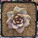 Echeveria 'German Champaign' 2" Succulent Plant