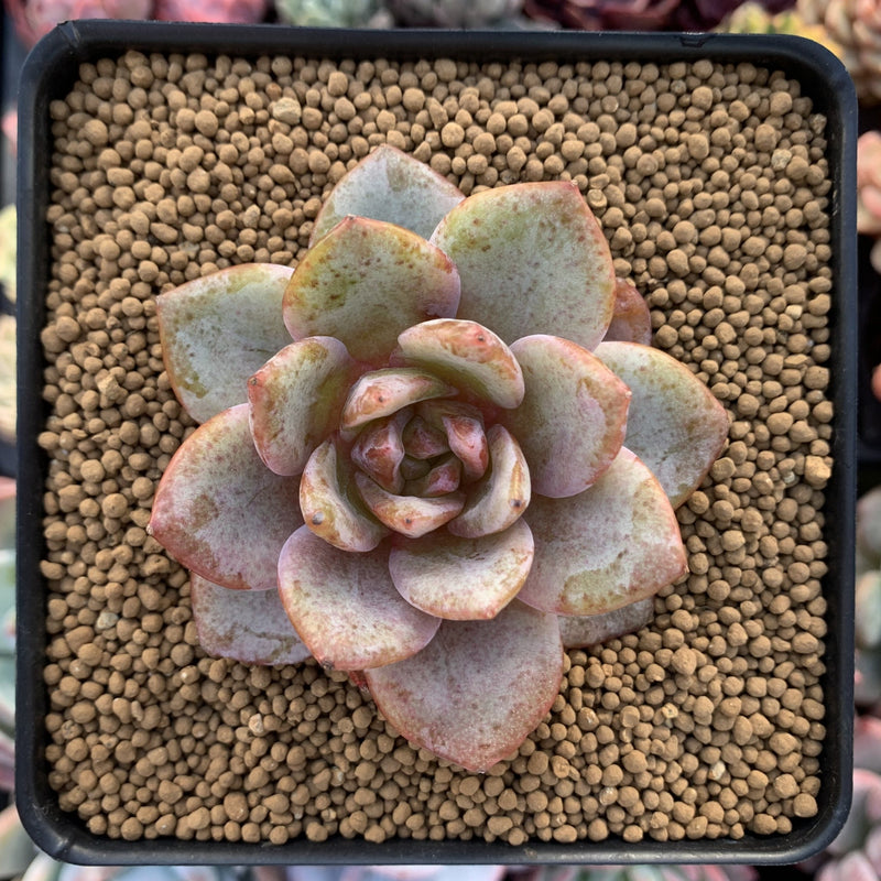 Echeveria 'German Champaign' 2" Succulent Plant