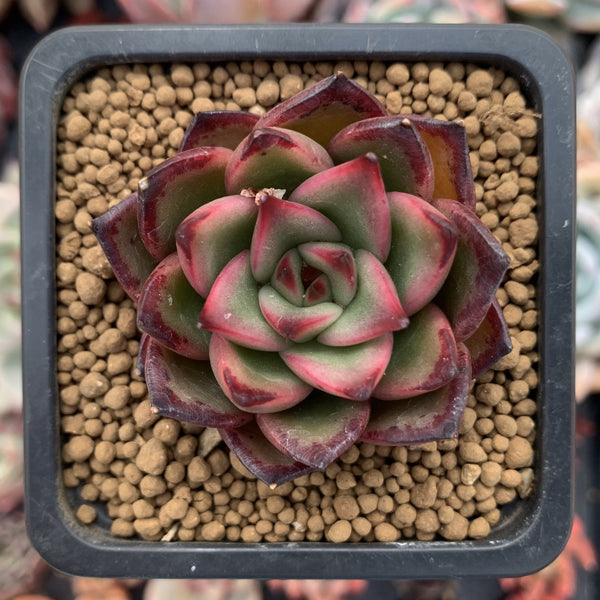 Echeveria Agavoides 'Toby' 1" Succulent Plant