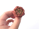 Echeveria Agavoides 'Timmo' 1" Succulent Plant