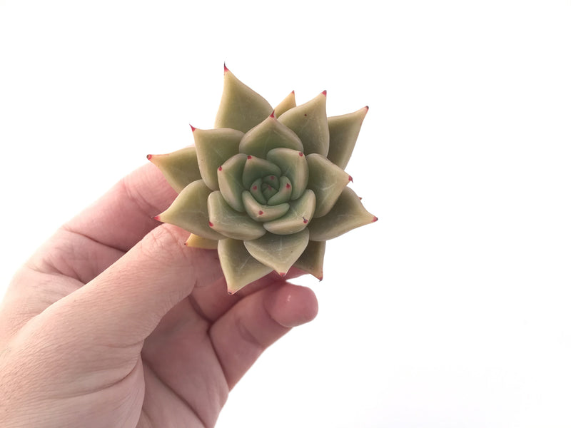 Echeveria Agavoides 'Lily One' 2" Succulent Plant