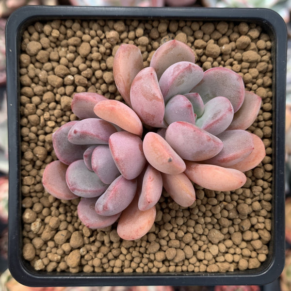 Echeveria 'Arandron' 2" Cluster Succulent Plant