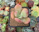 Pachyphytum 'Doctor Cornelius' 2" Succulent Plant