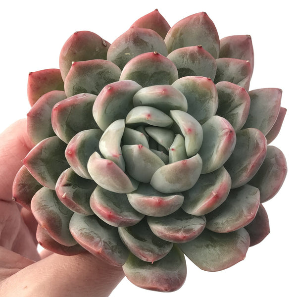 Echeveria sp. 3" Succulent Plant