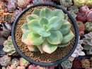 Echeveria 'Hakuhou' Variegated 5" Succulent Plant