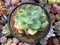 Echeveria 'Hakuhou' Variegated 5" Succulent Plant