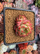 Echeveria Agavoides 'Pokeball' 1"-2" New Hybrid Succulent Plant