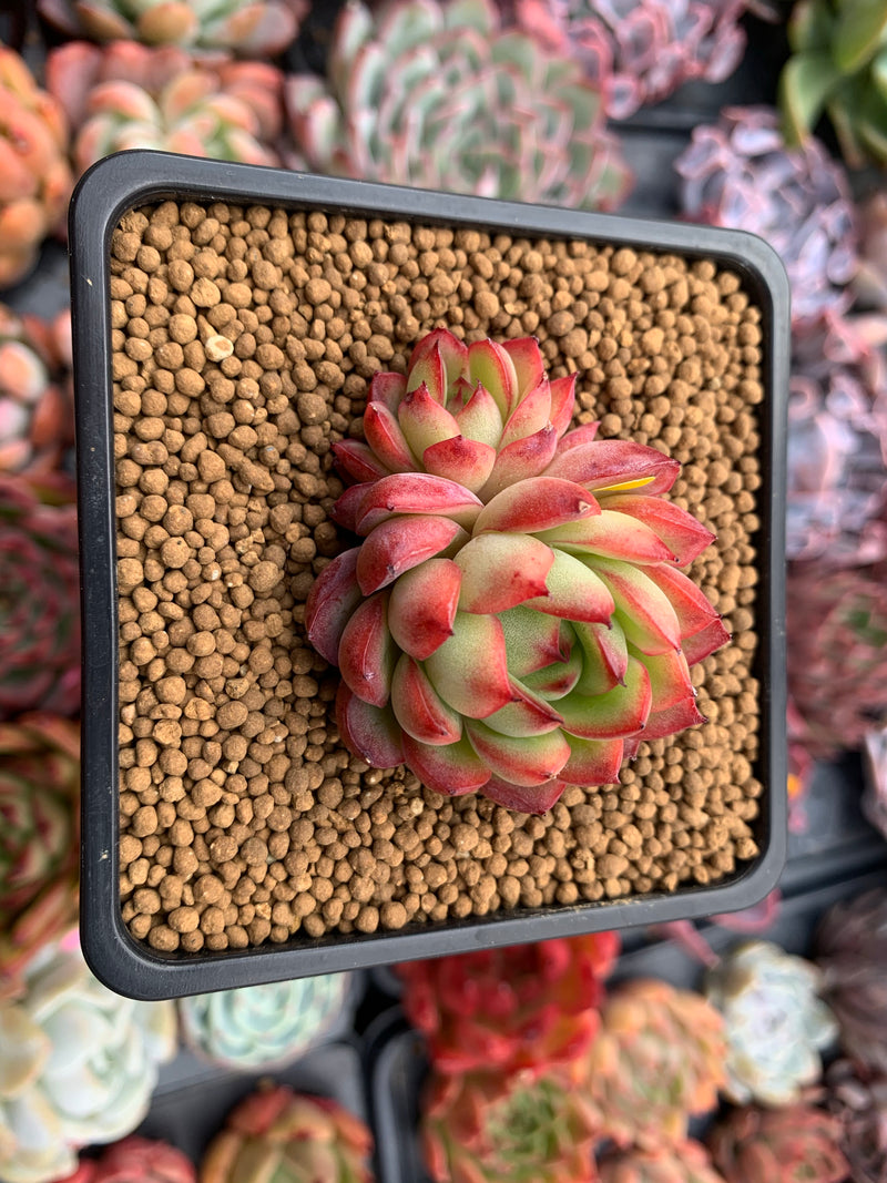 Echeveria Agavoides 'Pokeball' 1"-2" New Hybrid Succulent Plant