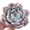 Echeveria 'Ivory' 4” Powdery Succulent Plant