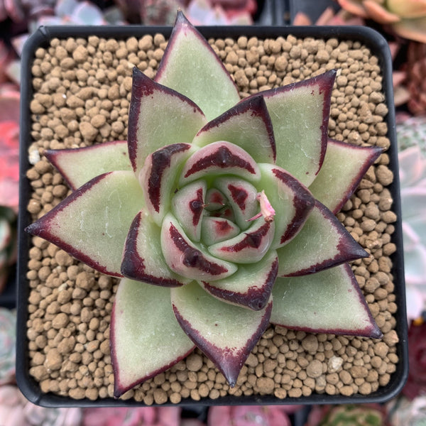 Echeveria Agavoides 'Ebony' 3" Succulent Plant