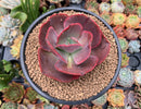 Echeveria 'Big Red' Hybrid 3" Succulent Plant