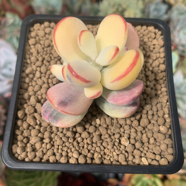 Cotyledon 'Orbiculata' Variegated 2" Succulent Plant