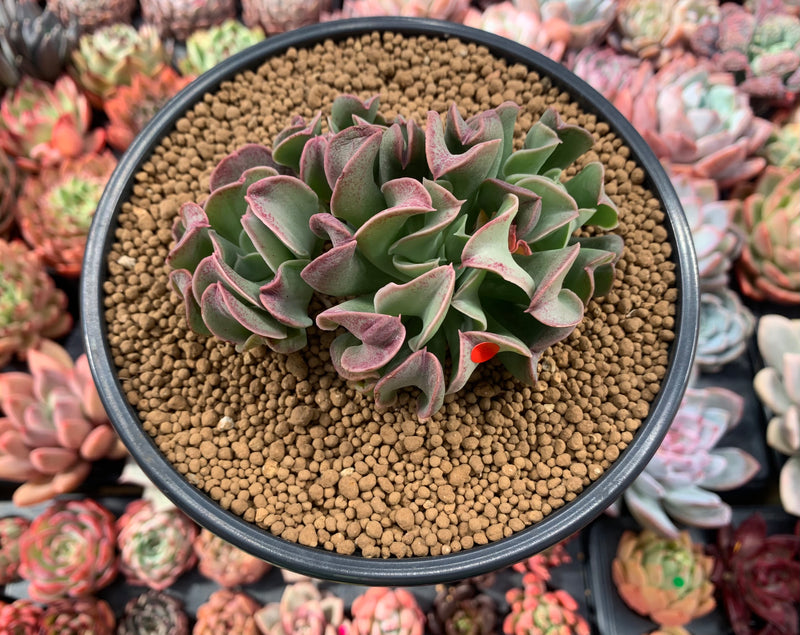 Echeveria 'Black Hawk' 4" Cluster Succulent Plant