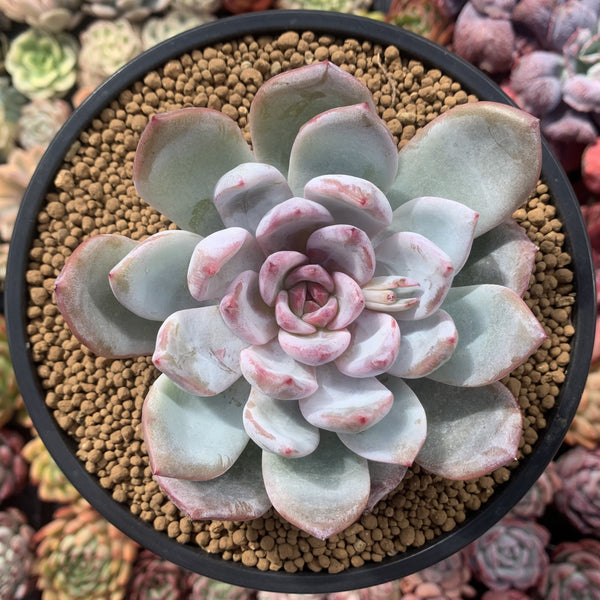 Echeveria 'Ivory' Selected Clone 4" Succulent Plant