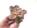 Graptopetalum Purple Delight Variegated 3"-4" Rare Succulent Plant