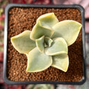 Graptoveria 'Fred Ives' Variegated 1" Succulent Plant