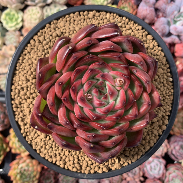 Echeveria Agavoides 'Fire Pillar' 5"-6" Large Succulent Plant