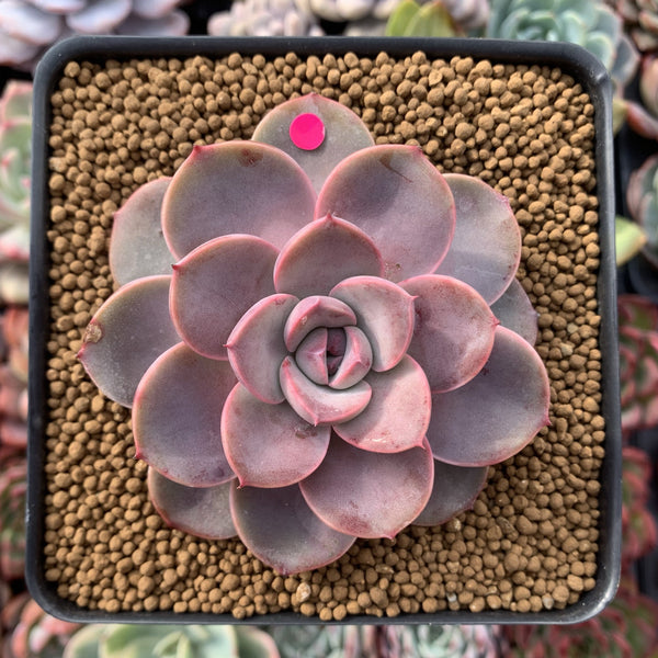 Echeveria Agavoides 'Tinkerbell' 3" Succulent Plant