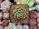 Echeveria Agavoides 'Spicy' 1"-2" Succulent Plant