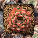 Echeveria Agavoides 'Pokeball' 1"-2" New Hybrid Succulent Plant