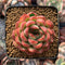 Echeveria Agavoides 'Pokeball' 1"-2" New Hybrid Succulent Plant