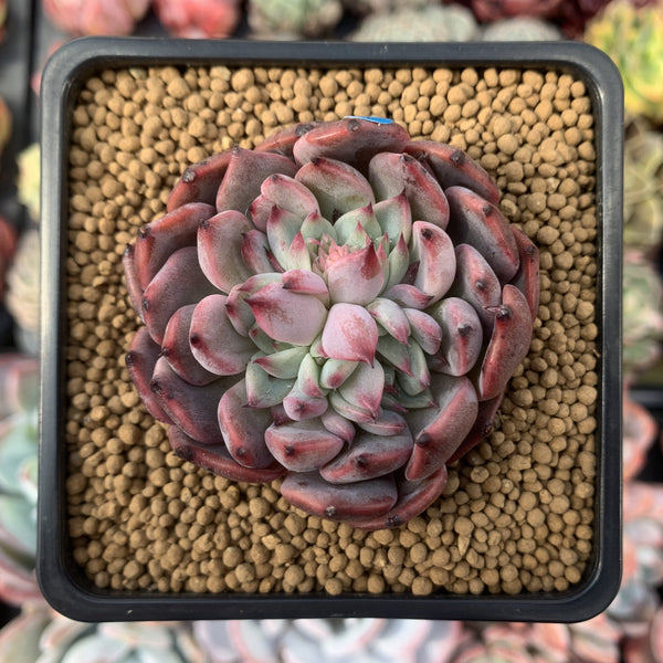 Echeveria Agavoides 'Vivace' 2" Succulent Plant