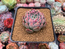 Echeveria sp. 3" Succulent Plant