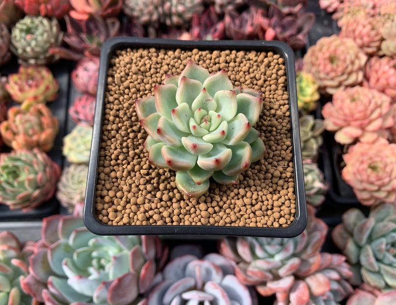 Echeveria sp. 2" Succulent Plant